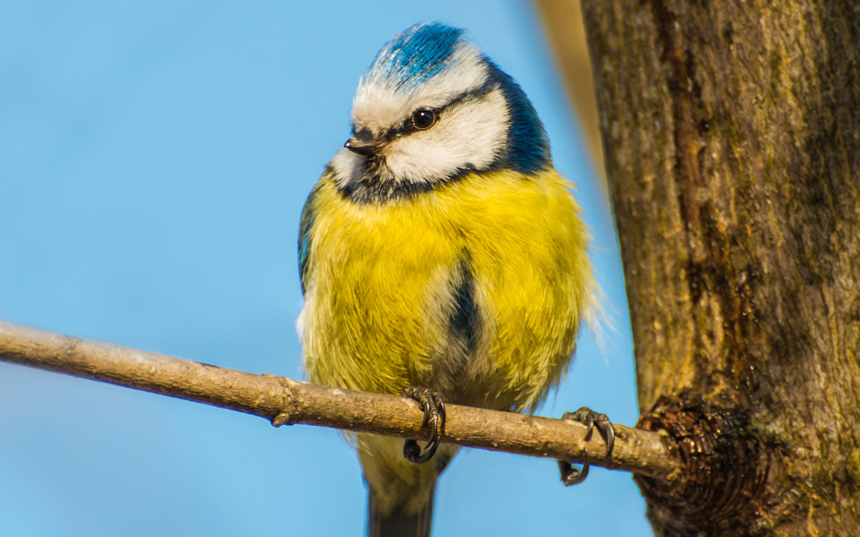 Yellow Bird With Blue Head wallpaper 1680x1050