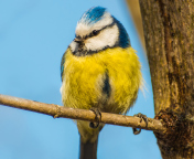 Обои Yellow Bird With Blue Head 176x144