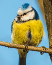 Yellow Bird With Blue Head wallpaper 176x220