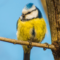 Yellow Bird With Blue Head screenshot #1 208x208