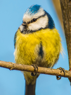 Обои Yellow Bird With Blue Head 240x320