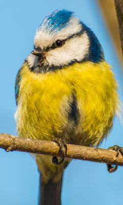 Обои Yellow Bird With Blue Head 240x400
