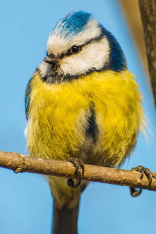 Обои Yellow Bird With Blue Head 320x480