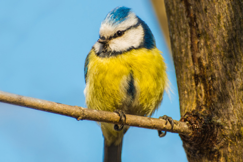 Обои Yellow Bird With Blue Head 480x320