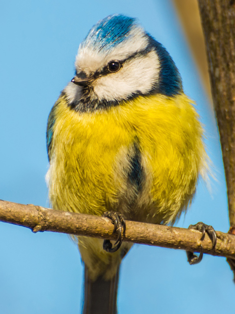 Das Yellow Bird With Blue Head Wallpaper 480x640