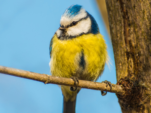 Обои Yellow Bird With Blue Head 640x480