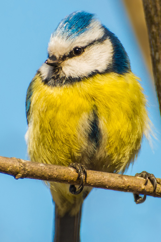 Обои Yellow Bird With Blue Head 640x960