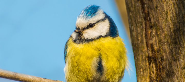 Screenshot №1 pro téma Yellow Bird With Blue Head 720x320