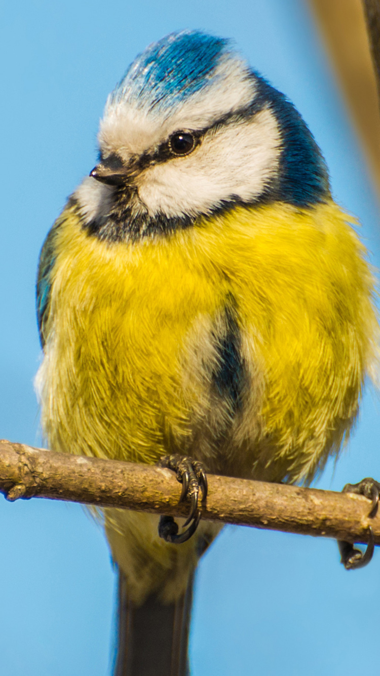 Обои Yellow Bird With Blue Head 750x1334