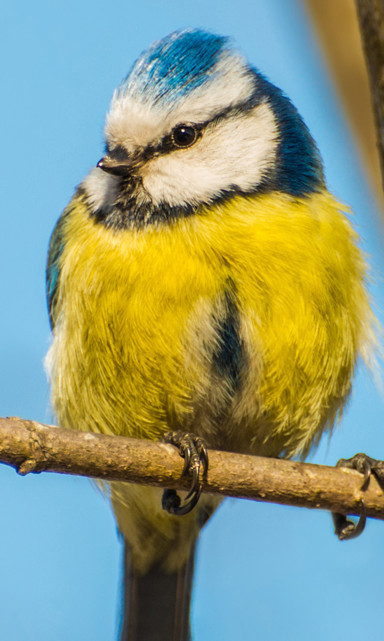 Обои Yellow Bird With Blue Head 768x1280