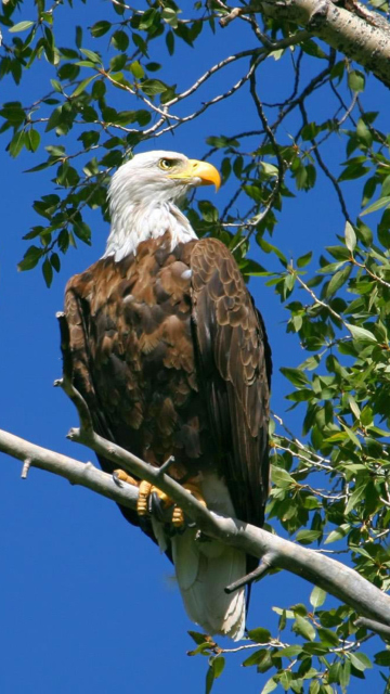 Das Bald Eagle Wallpaper 360x640