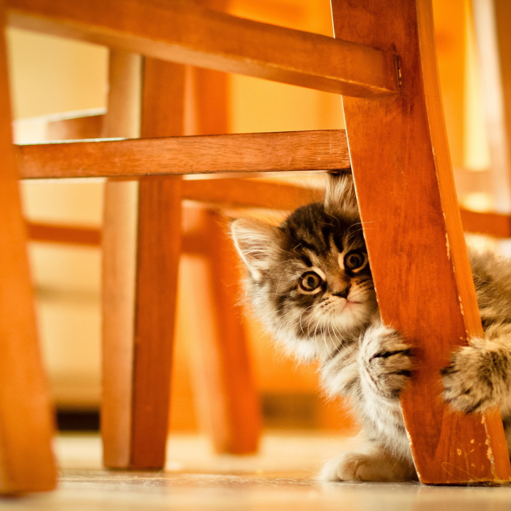 Kitten Hiding Behind Chair Leg wallpaper 1024x1024