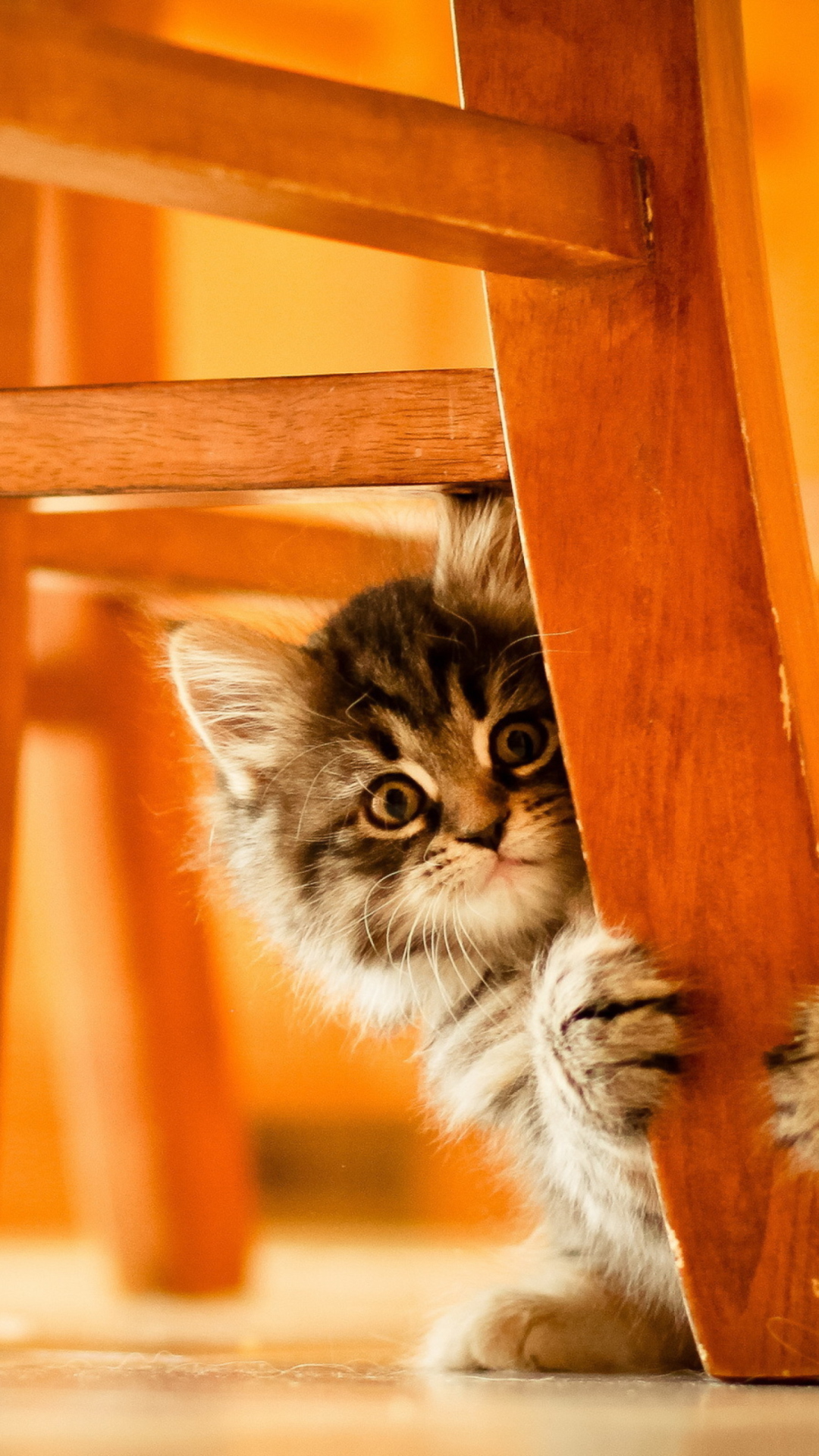 Das Kitten Hiding Behind Chair Leg Wallpaper 1080x1920