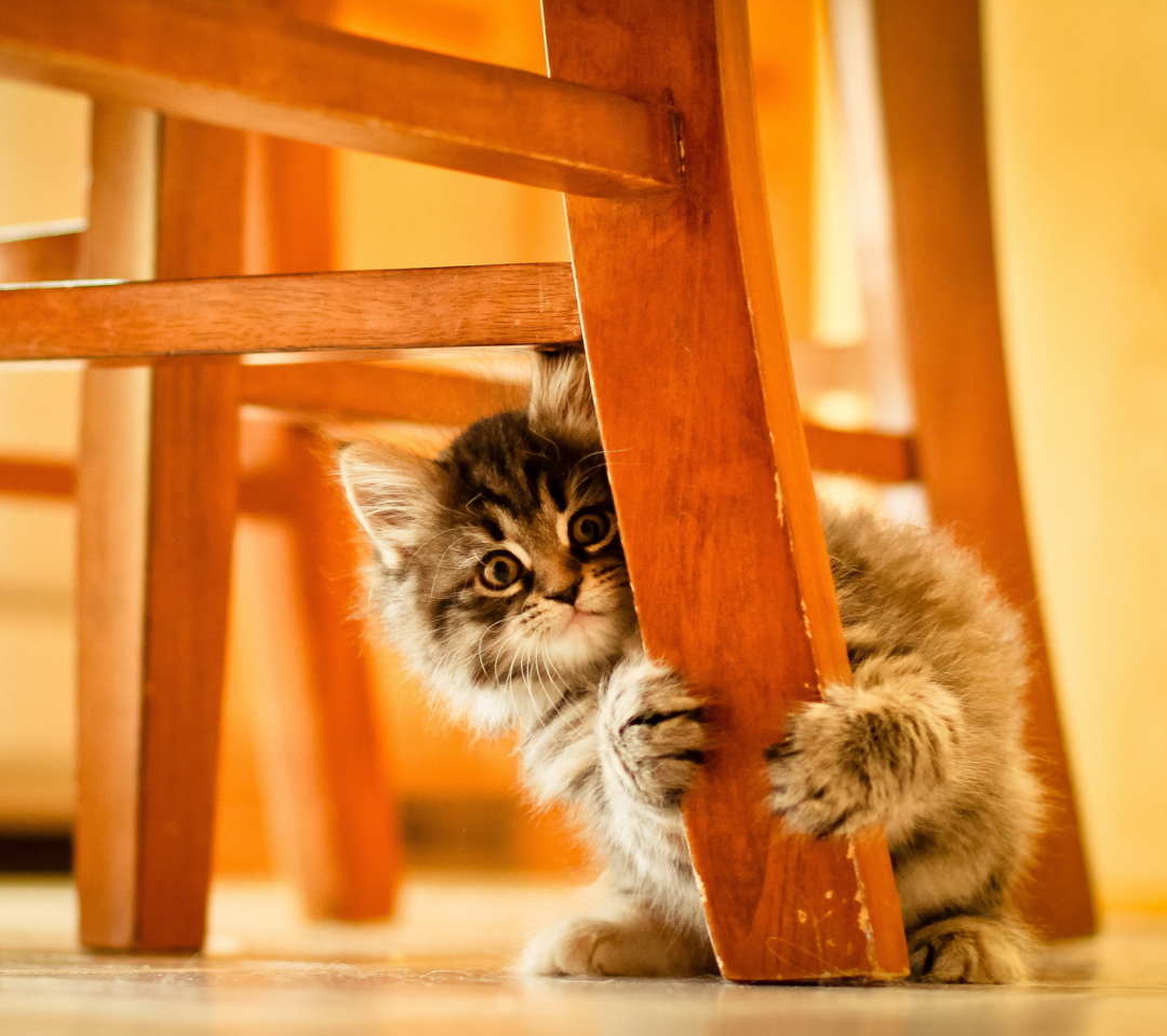 Das Kitten Hiding Behind Chair Leg Wallpaper 1080x960