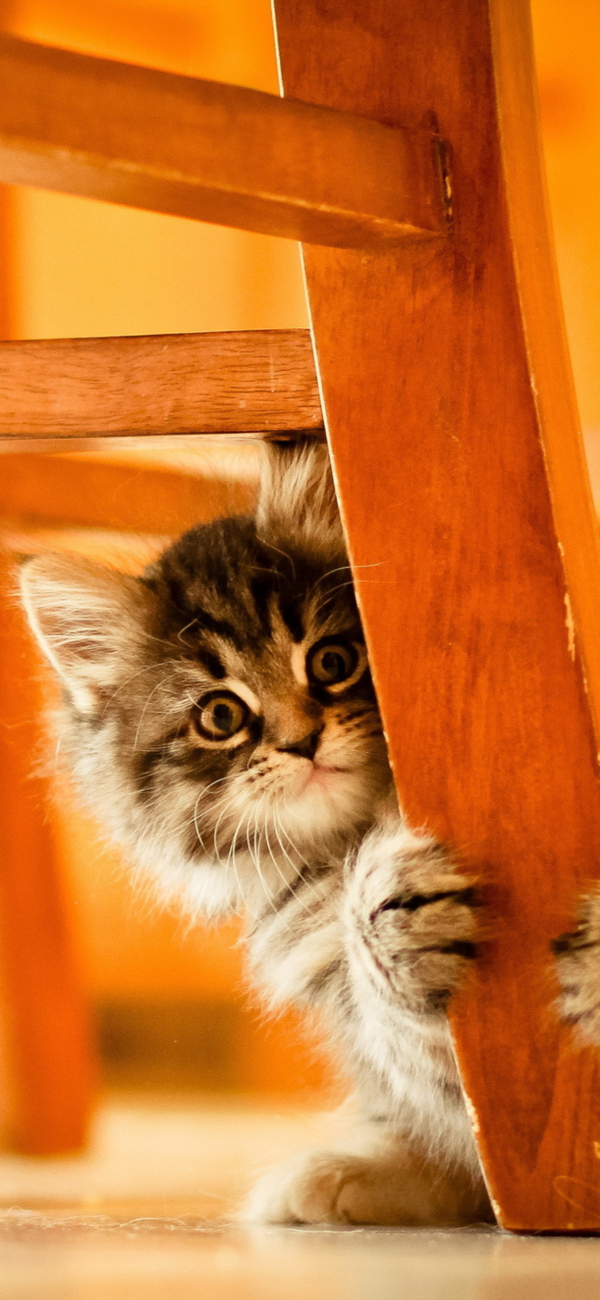 Das Kitten Hiding Behind Chair Leg Wallpaper 1170x2532