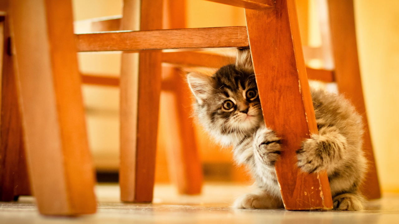 Sfondi Kitten Hiding Behind Chair Leg 1280x720