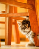 Screenshot №1 pro téma Kitten Hiding Behind Chair Leg 128x160
