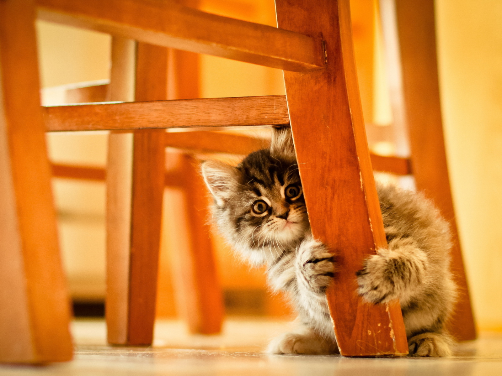 Fondo de pantalla Kitten Hiding Behind Chair Leg 1600x1200