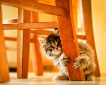 Обои Kitten Hiding Behind Chair Leg 220x176