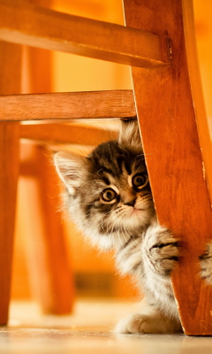 Kitten Hiding Behind Chair Leg wallpaper 240x400