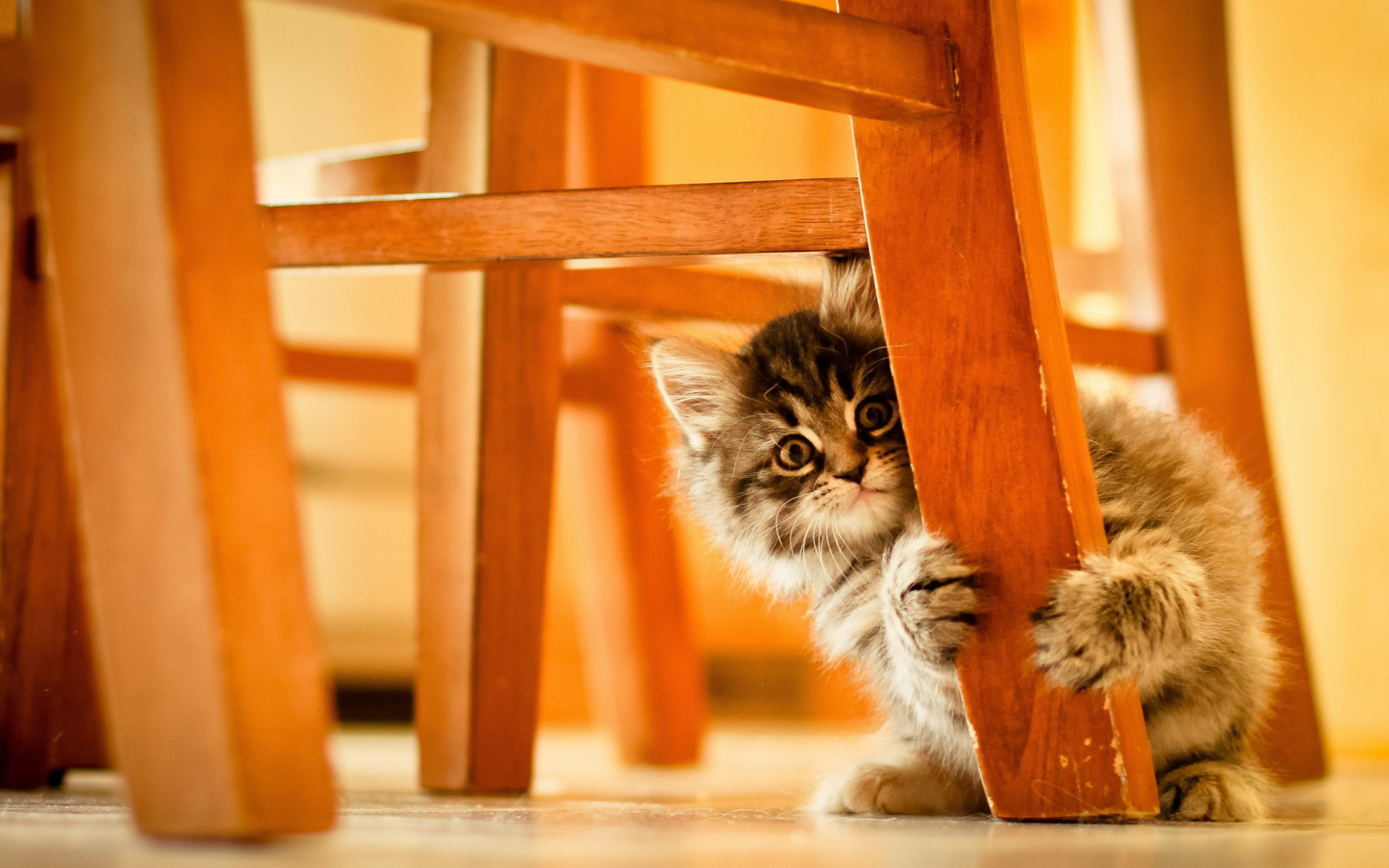 Kitten Hiding Behind Chair Leg wallpaper 2560x1600