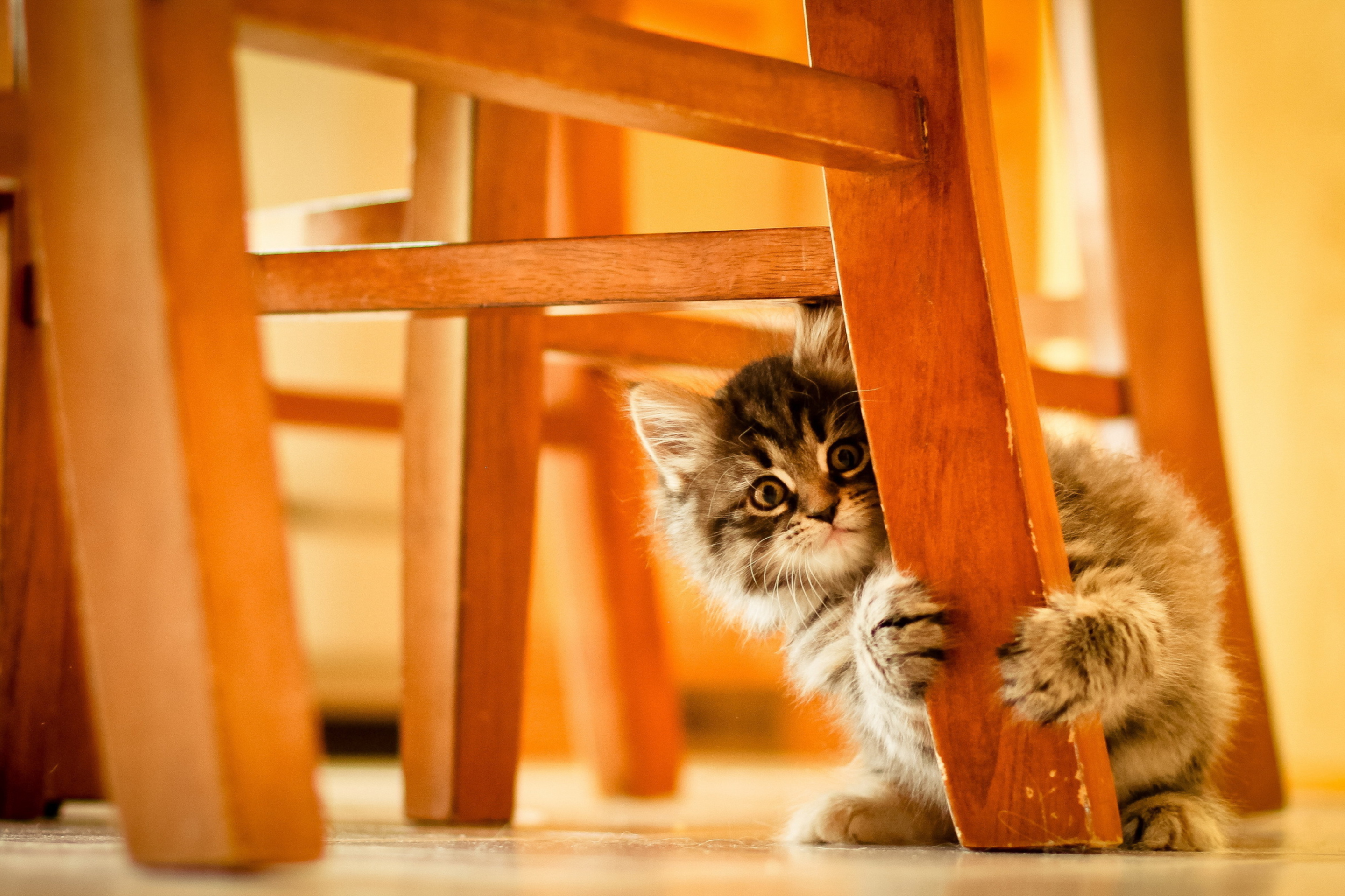 Das Kitten Hiding Behind Chair Leg Wallpaper 2880x1920