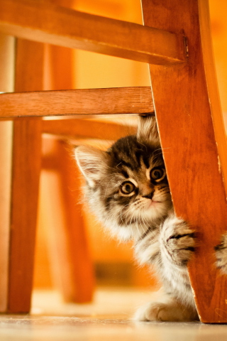 Fondo de pantalla Kitten Hiding Behind Chair Leg 320x480