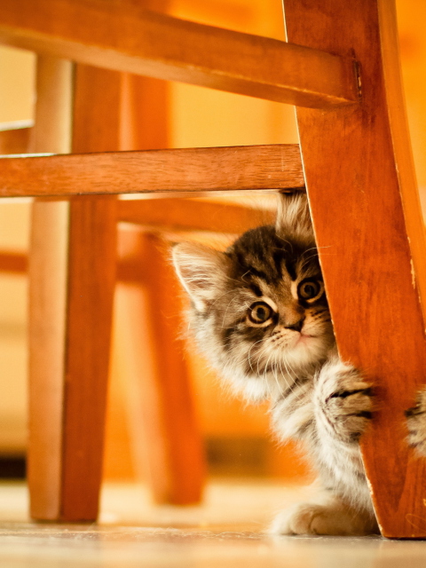 Kitten Hiding Behind Chair Leg wallpaper 480x640