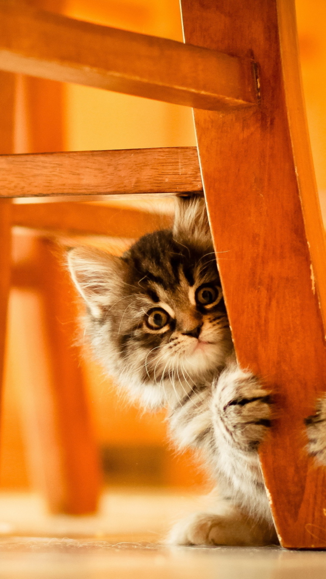 Обои Kitten Hiding Behind Chair Leg 640x1136