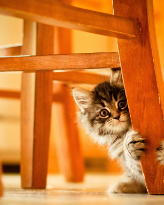 Kostenloses Kitten Hiding Behind Chair Leg Wallpaper für 240x320