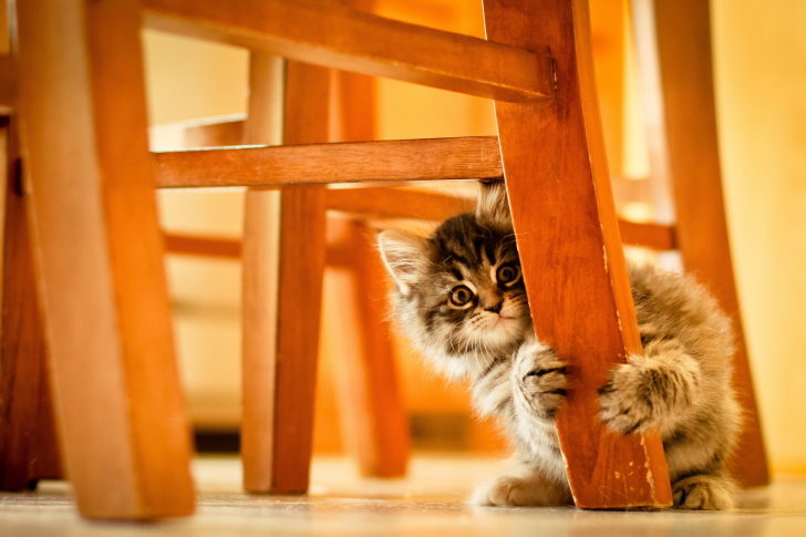 Kitten Hiding Behind Chair Leg wallpaper