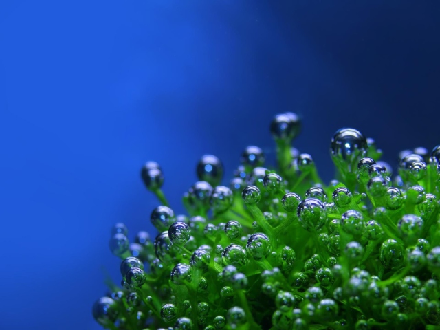 Screenshot №1 pro téma Aquatic Plants 640x480