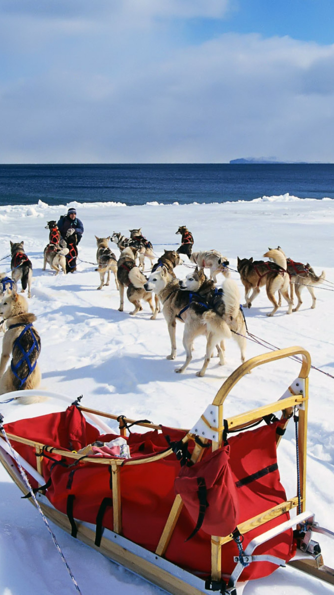 Screenshot №1 pro téma Alaska Dog Sleds 1080x1920