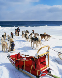 Das Alaska Dog Sleds Wallpaper 128x160