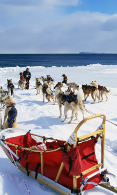 Fondo de pantalla Alaska Dog Sleds 240x400