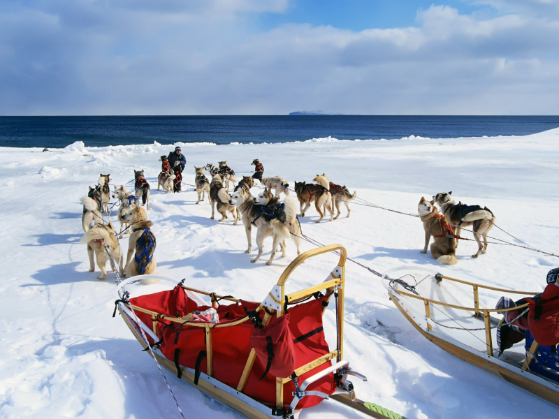 Alaska Dog Sleds screenshot #1 800x600