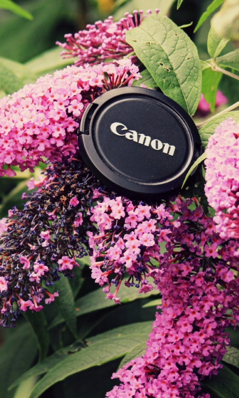Canon Cap screenshot #1 480x800