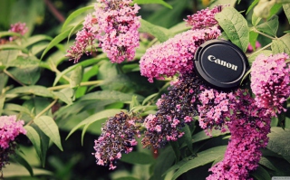 Canon Cap Wallpaper for Android, iPhone and iPad