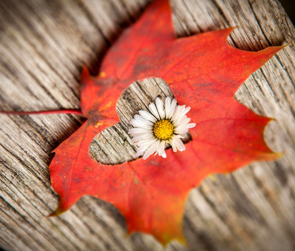 Macro Leaf and Flower screenshot #1 1200x1024