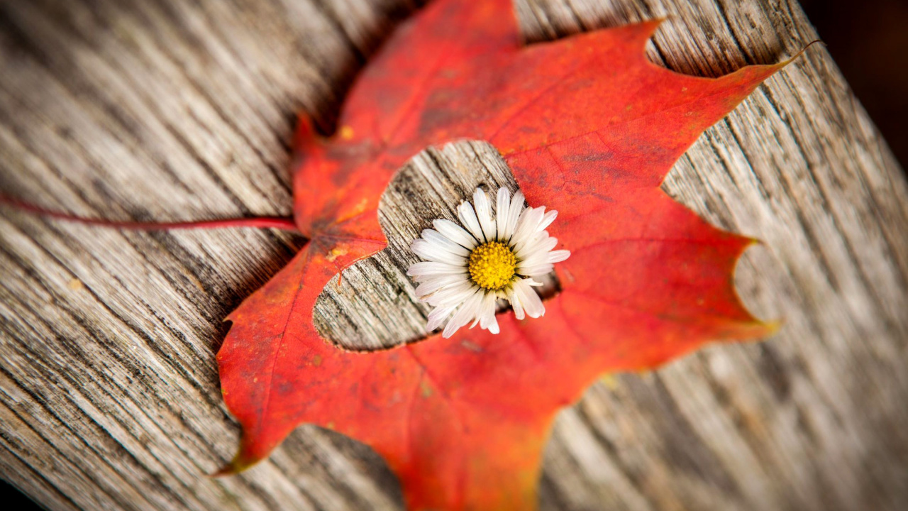 Fondo de pantalla Macro Leaf and Flower 1280x720