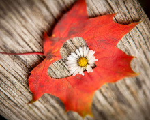 Fondo de pantalla Macro Leaf and Flower 220x176