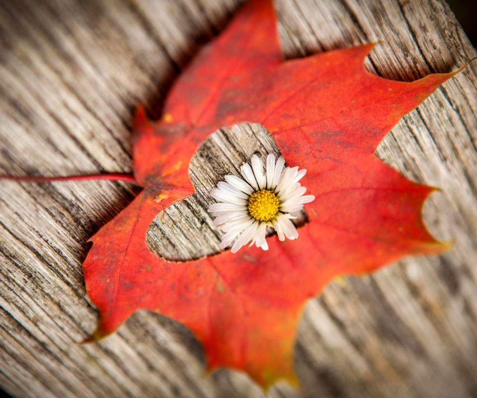 Обои Macro Leaf and Flower 960x800