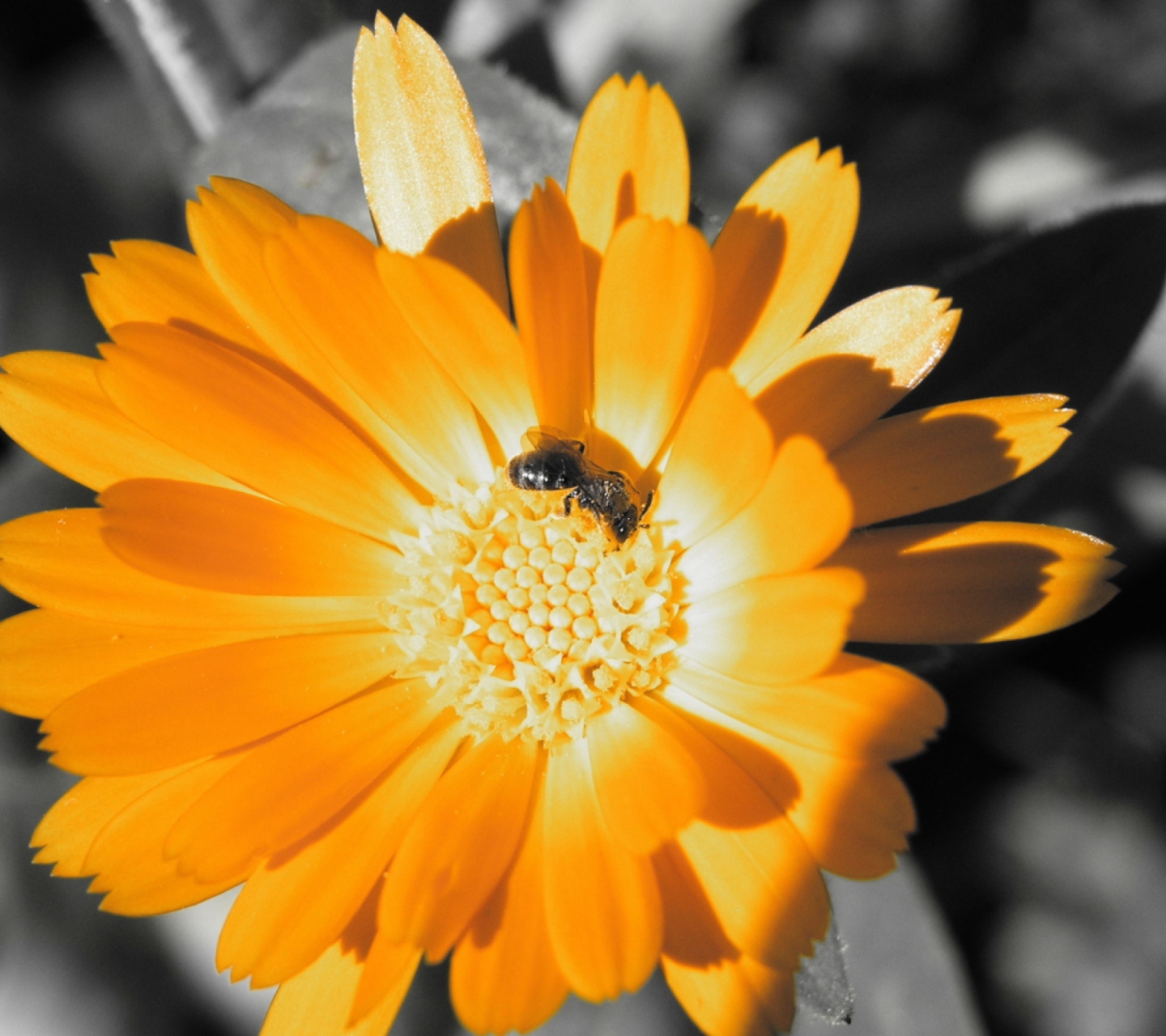 Обои Golden Flower 1440x1280