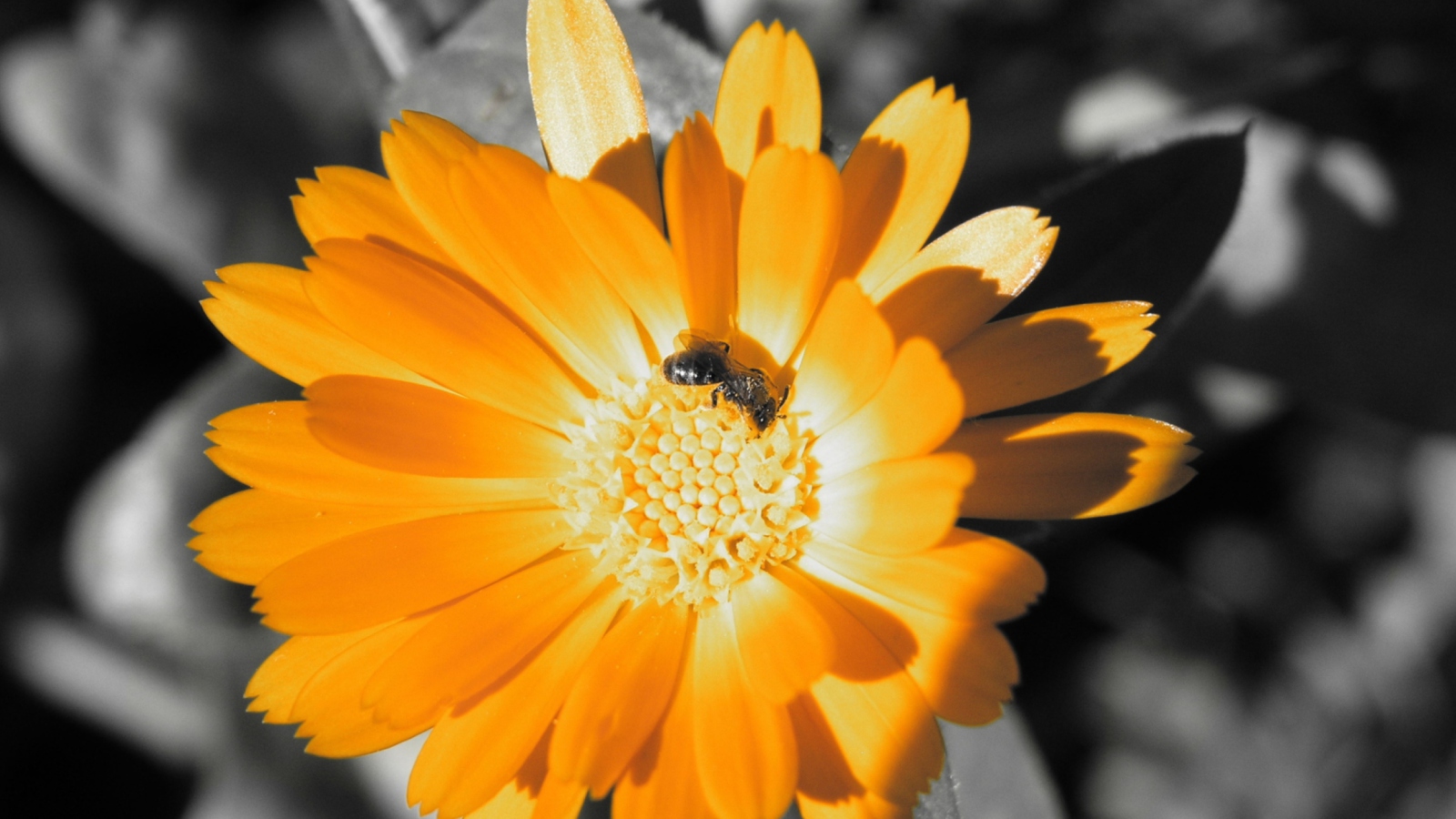 Golden Flower screenshot #1 1600x900
