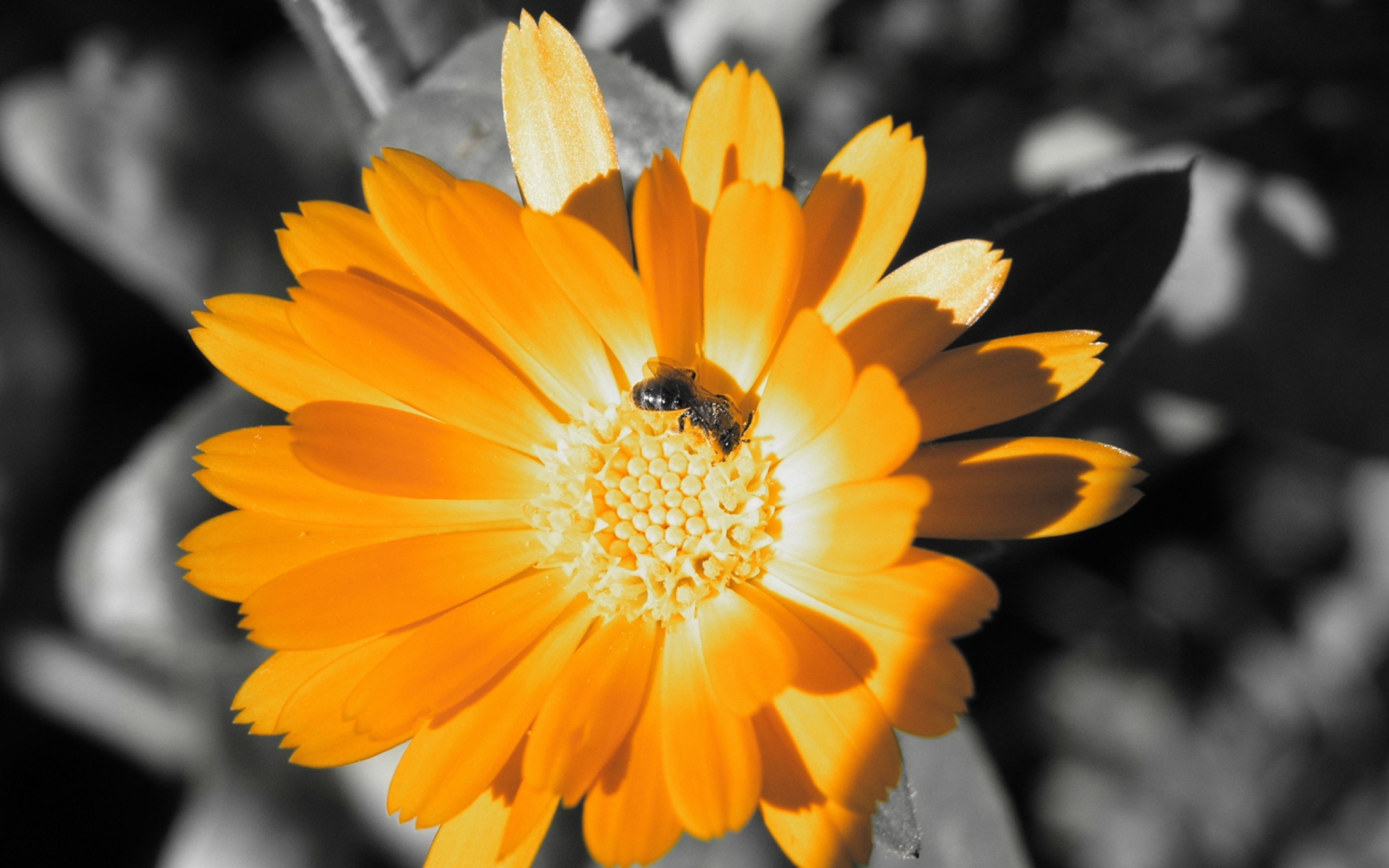 Обои Golden Flower 2560x1600