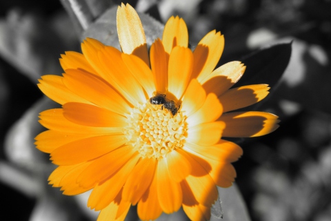 Golden Flower screenshot #1 480x320
