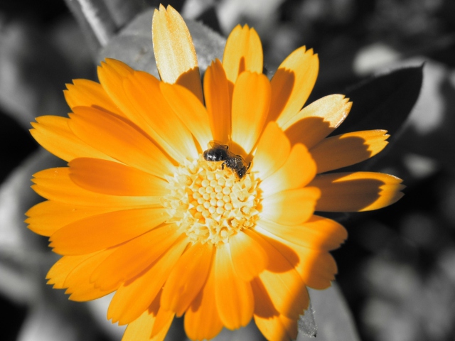 Golden Flower screenshot #1 640x480