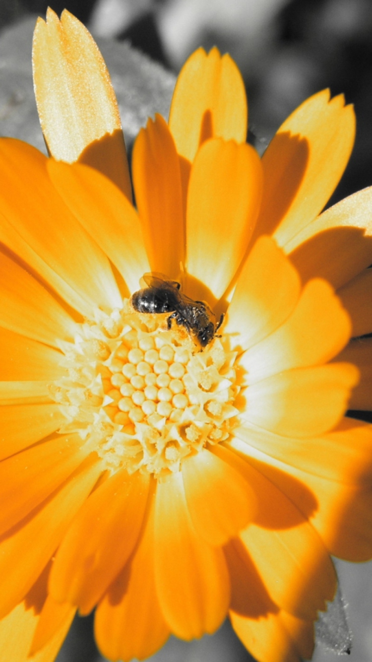 Golden Flower wallpaper 750x1334