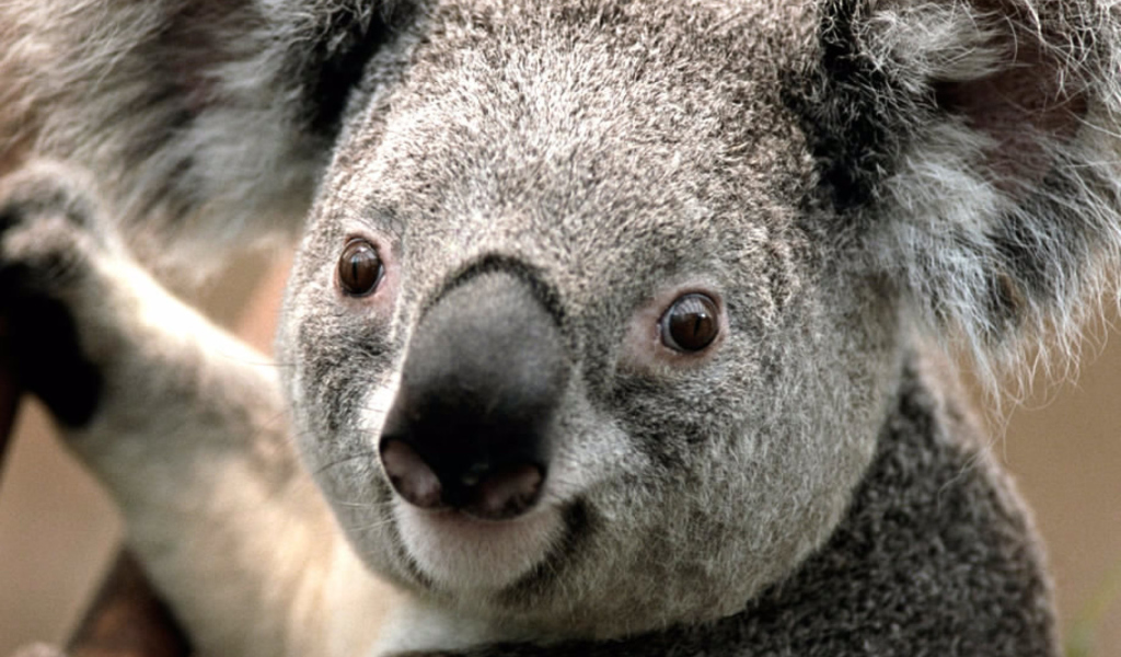 Koala by J. R. A. K. wallpaper 1024x600
