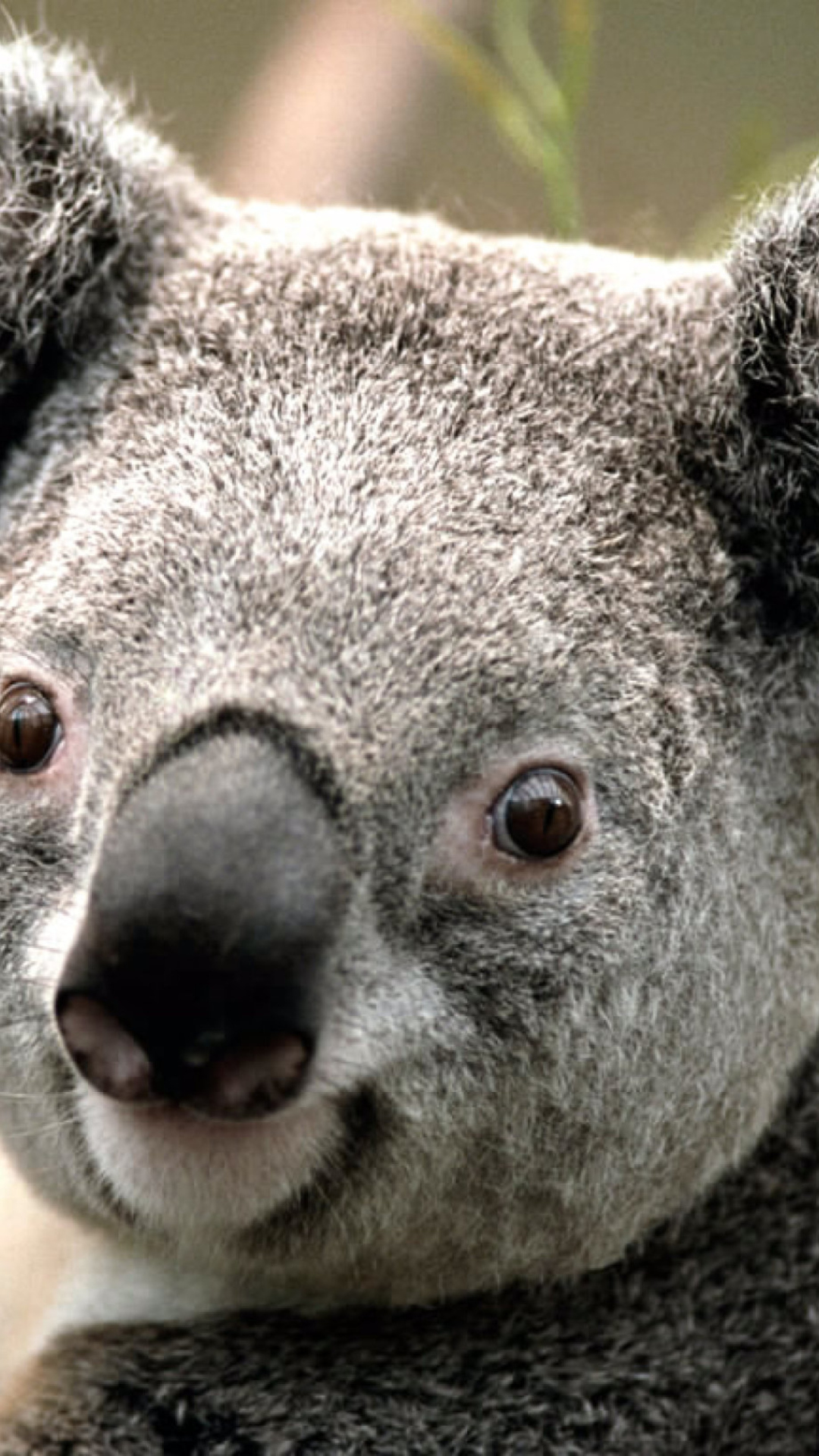 Koala by J. R. A. K. wallpaper 1080x1920